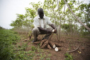 International Collaboration Receives Grant to Advance Improvements in Cassava Harvests and Nutrition for Smallholder Families in Sub-Saharan Africa