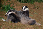 Latest figures reveal over 10,000 badgers were killed in this year's controversial badger cull