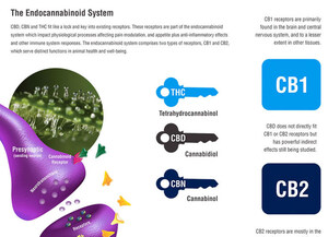 What is CBD? The Everyday Guide to Cannabidiol