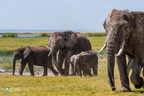 IFAW applauds China's decision to close domestic ivory markets in 2017