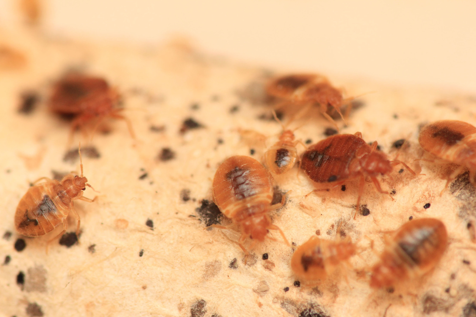 Baltimore tops Orkin's 2017 list of Top 50 Bed Bug Cities. The list is based on Orkin treatment data from Dec. 1, 2015 - Nov. 30, 2016. Orkin's parent company, Rollins, Inc., reports a 10 percent increase in bed bug revenue over the past year. (PRNewsFoto/Orkin, LLC)