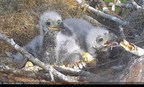 Help Name Two Adorable Baby Bald Eagles in Florida