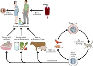 New Litter Box Invention Protects Cat Owners from a Brain Invading Parasite