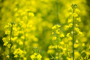 8 Surprises You Didn't Know about Canola Oil