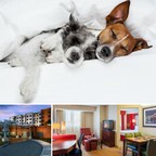 Residence Inn Miami Airport Makes Pets Feel Welcome With Special Treats at Check-In