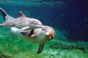 Dolphin Quest Earns Certification from American Humane for Exemplary Treatment of its Animals