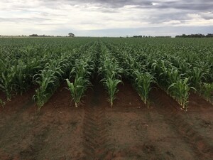 S&amp;W Commences Commercial-Scale Sorghum Production