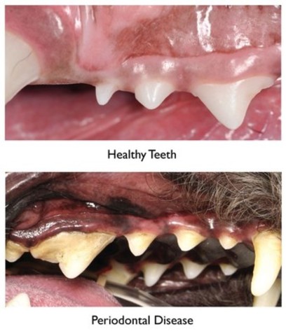 Have you brushed your pet's teeth today?