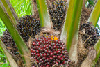 Plantations International Clears Malaysia Palm Oil Plantation