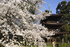 Experience Cherry Blossoms and Seasonal Delights at Hotel Chinzanso Tokyo