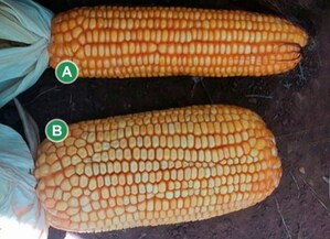 Agricomseeds Announces Breakthrough in Corn Yield