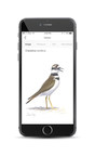 Song Sleuth iOS app takes flight this spring as the world's most powerful, elegant and accurate bird song identifier