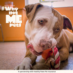 Healthy Paws Foundation Partners With Pawsitive Alliance To Get Homeless Pets Adopted