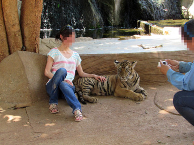 Thailand's infamous Tiger Temple plans to reopen under another name