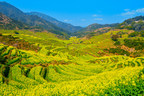 Helicopter Tour Returns: Huangling Turns into a Golden Field of Seasonal Wonder as Spring Arrives