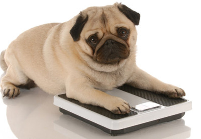 Over 50 per cent of dogs and cats in North America are overweight. Safe, successful weight loss programs are available from veterinary teams to improve an animals’ quality of life. (CNW Group/Canadian Animal Health Institute)