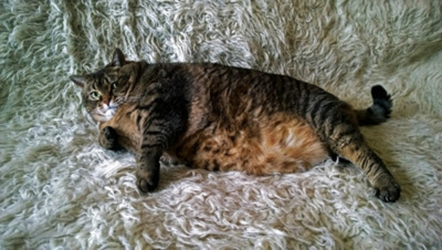 Overweight to Great: The Basics of Pet Obesity