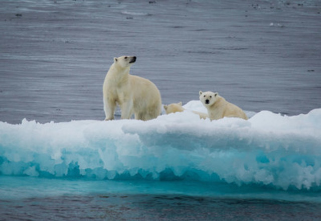 Polar bear and yearlings on an ice floe, Nunavut, Canada. © Lee Narraway / Students on Ice (CNW Group/WWF-Canada)