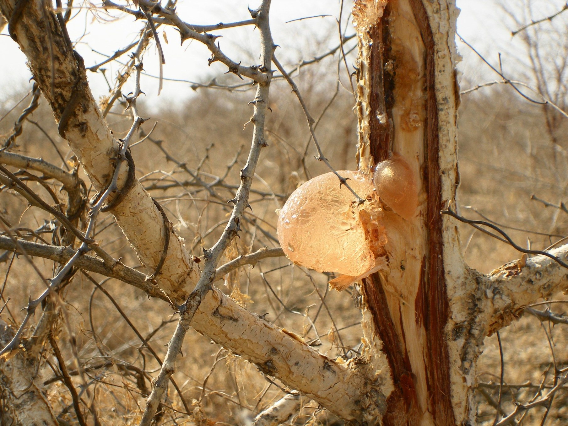 Gum Arabic ( Acacia senegal) - Also called Acacia Gum- Somilia Africa