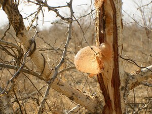 Chicle de acacia:Importante papel social, económico y medioambiental para los países del Sur de Sahel