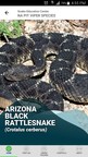 SnakeBite911™ Expands Free Snake Education and Snakebite Safety App to Android Devices