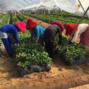 Kellogg Supports 10,000 Women Farmers to Reach their Full Potential