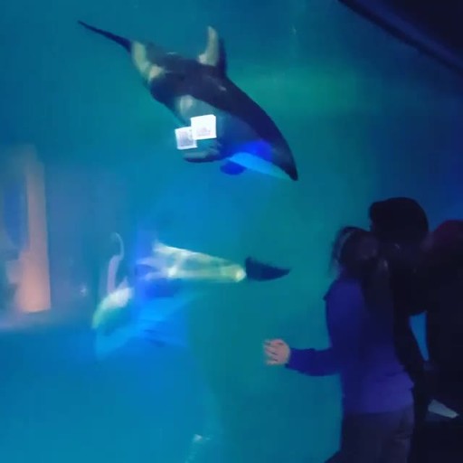 This dolphin captivated children and others during a Wounded Warrior Project overnight event at the Shedd Aquarium in Chicago in 2016. Marquita Pate brought her family to see marine life up close, and connect with other warriors.