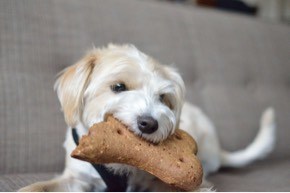 Table Scraps, Dry Food, and a Side of Guilt! Feeding Habits of US Dog Owners Revealed