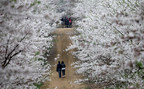 China's Largest Peach Blossom Field Drives Tourism Boom in Guian New Area