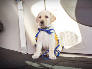 Chrysler Brand Introduces PacifiPuppy Foley to Launch New Social Initiative in Partnership with Canine Companions for Independence's 'Give a Dog a Job' Campaign