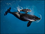 SeaWorld da la bienvenida a su último bebé de orca