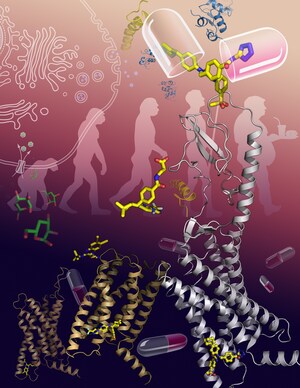 Estructura de un receptor clave en la diabetes descubierta gracias a la colaboración internacional