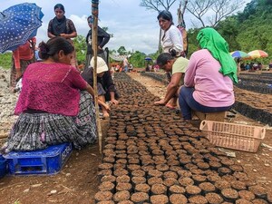 Growing Demand for Annatto Coloring Creates a Unique Ecosystem