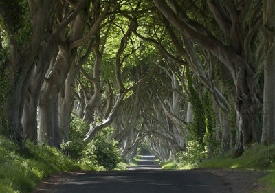 Dark Hedges, Co. Antrim, Northern Ireland. (PRNewsfoto/Tourism Ireland)