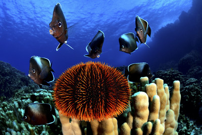 Easter Island is home to many endemic species, including the Easter Island butterfly fish. Credit: Eduardo Sorensen/The Pew Charitable Trusts