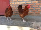 AgDevCo Announces $3.0m Investment in Rwandan Poultry Company;Uzima Chicken Ltd