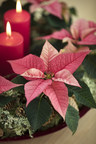 Stars for Europe Reports: Pink Poinsettia set to Shine on National Poinsettia Day