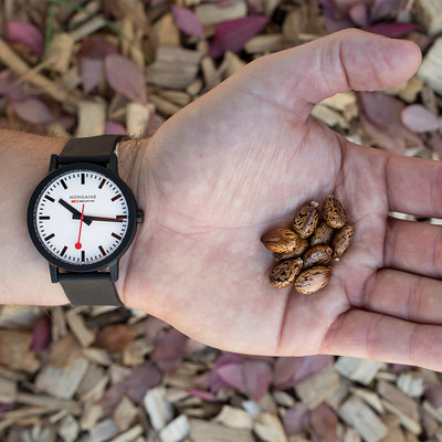 Mondaine essence watch and castor bean (PRNewsfoto/Mondaine Watch Ltd.)