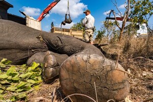 African Parks: Game-Changing Efforts to Conserve Wildlife in Malawi