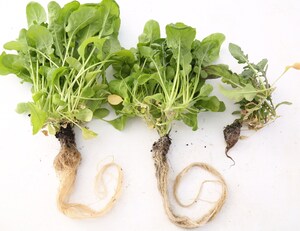 Moleaer™ Launches nanoBoost™, the Most Efficient Oxygen Delivery Mechanism for Commercial Greenhouses Moleaer™ Launches nanoBoost™, the Most Efficient Oxygen Delivery Mechanism for Commercial Greenhouses