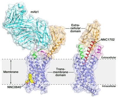 The crystal structures of the full-length human glucagon receptor (GCGR): orange (extracellular domain), blue (transmembrane domain), green (stalk), magenta (the first extracellular loop), red (NNC1702), yellow (NNC0640) and cyan (mAb1). (Image by Dr. WU Beili)