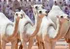 Saudi Crown Prince Announces Return of World Famous King Abdulaziz Camels Festival With Prizes for Camel Competitions Reaching Over 30 Million Dollars