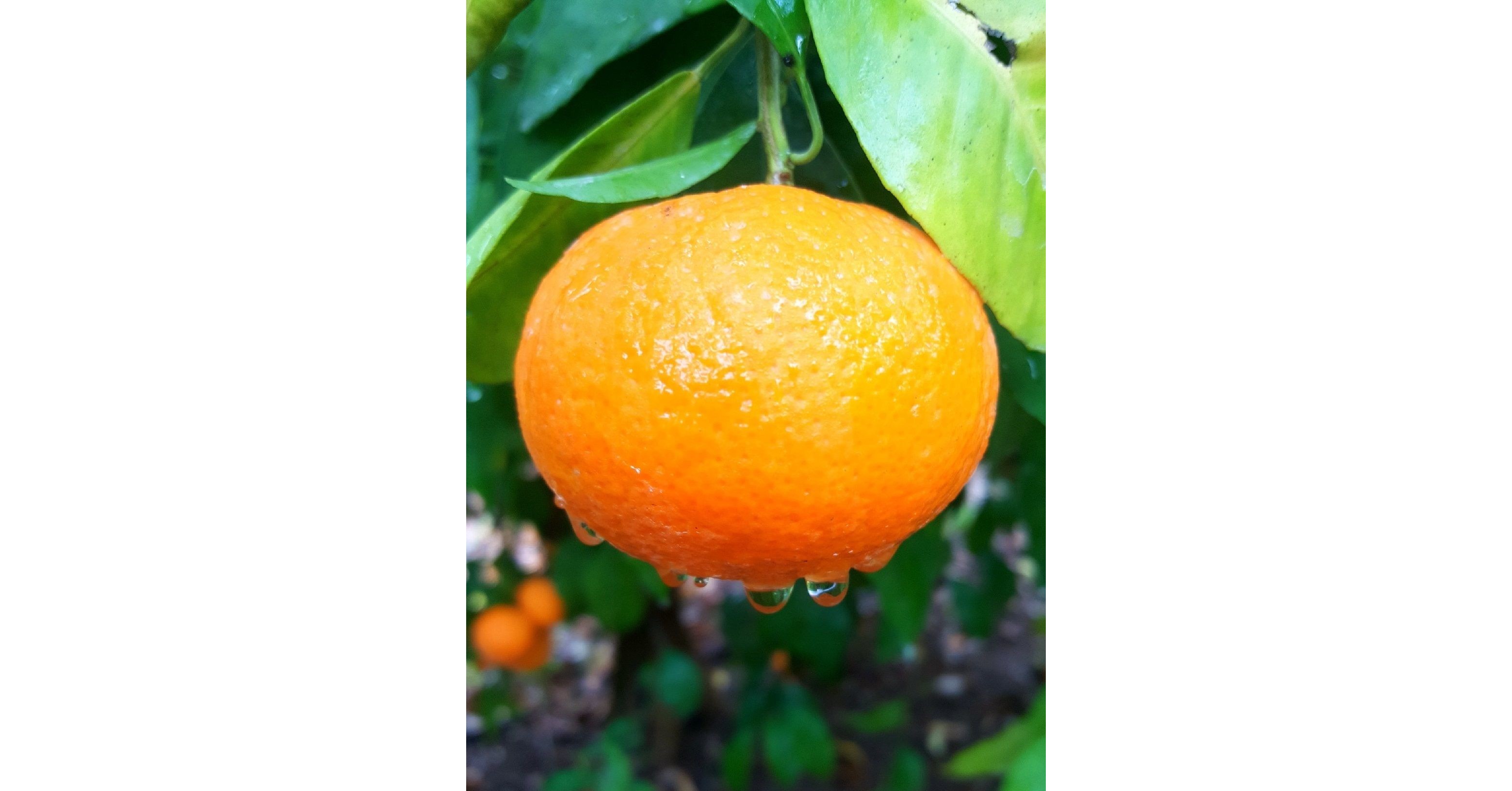 Orri Jaffa Mandarin Gets Sustainability Support