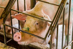 World Farm Animals Day Highlights Need for Better Animal Welfare Standards