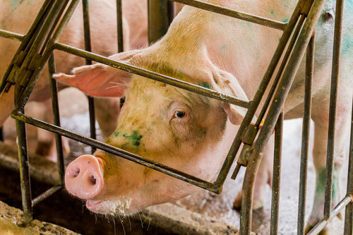 Breeding mother pigs (sows) are confined to gestation crates (pregnancy cages) for the majority of their lives where they can barely move. The pigs often resort to bar-biting from psychological distress and suffer physical ailments such as muscle wasting and lameness from lack of exercise. 
Pictured: A mother pig in a gestation crate at an undisclosed location.  Credit Line: World Animal Protection
Date: 27/02/2018 (CNW Group/World Animal Protection)
