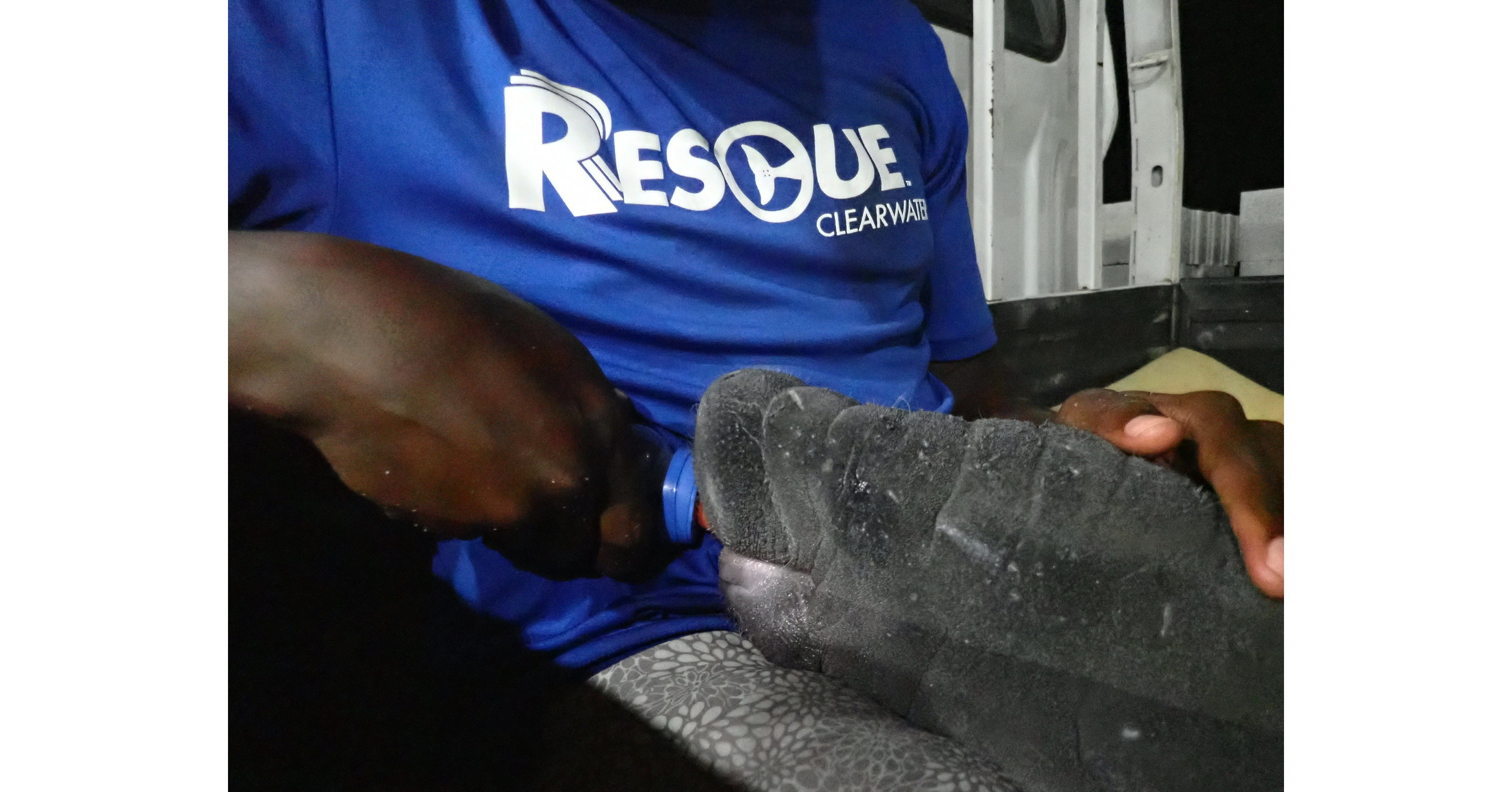 Clearwater Marine Aquarium Saves Baby Manatee in Belize (Video)