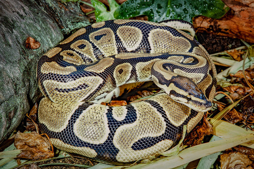 The ball python can be found in Central Africa and West Africa. The biggest threat to its survival is consumer demand for the international pet trade. It is the single most-traded live animal legally exported from Africa. Most end up as pets living in unsuitable conditions with owners who lack the necessary specialist knowledge to care for them. Pictured: A ball python in the wild. 
Credit Line: R. Andrew Odum / Getty Images
Date: 23/09/2019 (CNW Group/World Animal Protection)