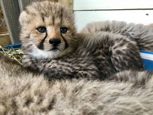 De nouvelles vedettes au Parc Safari! Quatre guépards voient le jour