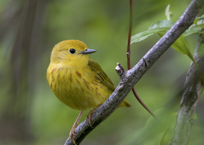 Yellow Warbler. Photo: Brian Collier/Audubon Photography Awards.