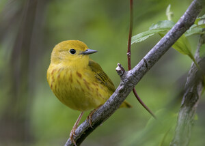 New Audubon Science: Two-Thirds of North American Birds at Risk of Extinction Due to Climate Change